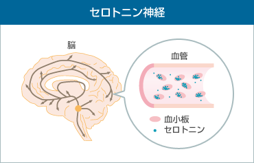 セロトニン神経とは